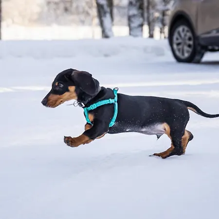 Niemilomat Semesterpark Varkaus