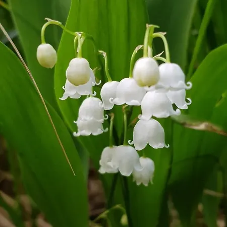 Parco vacanze Niemilomat *